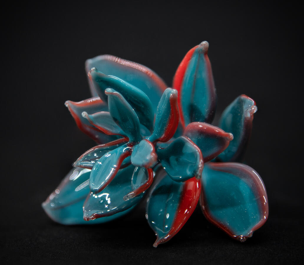 Red stripped Succulent